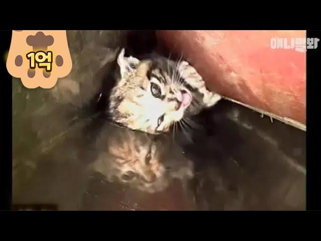 "SAVE ME!" Rescue This Kitten Stuck In Narrow Pipe With No Exit