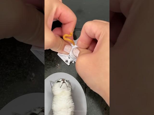 Paper pimple crafts! Popular life hacks #cuddleclawshow #lifehacks #funny #foryou #catchef #cats