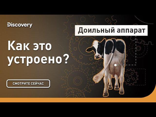 Доильный аппарат | Как это устроено? | Discovery