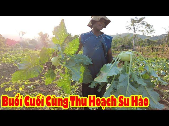 Gặt Hái Thành Quả Cuối Cùng Thu Hoạch Hết Su Hào || Tony Phong cuộc sống Châu Phi