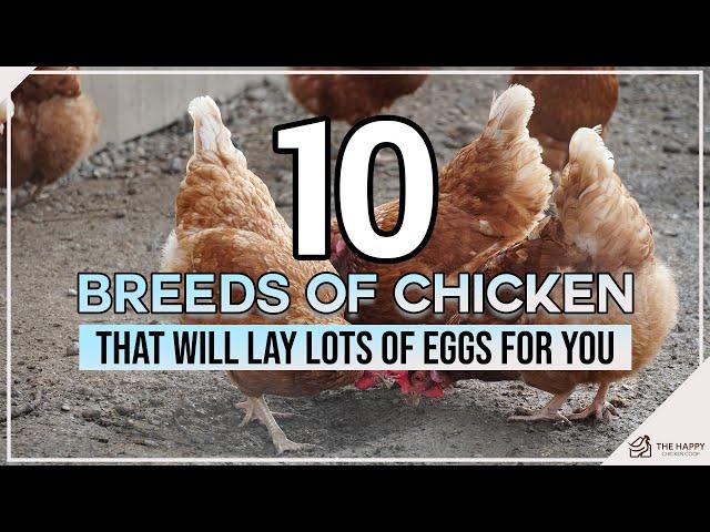 10 Breeds of Chicken That Will Lay Lots of Eggs for You