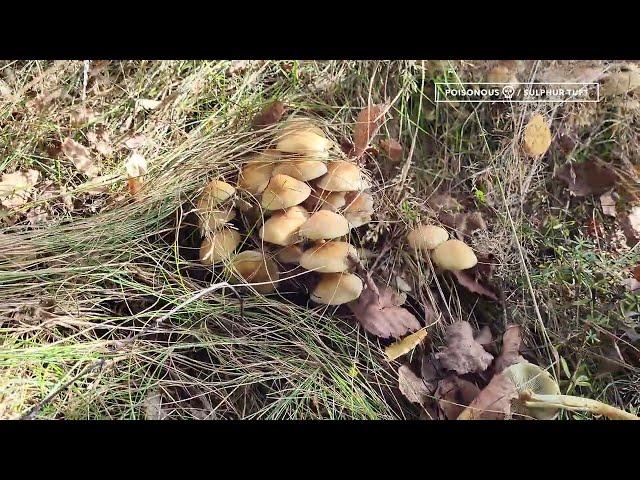 Poisonous mushrooms! Hypholoma fasciculare | Sulphur Tuft | Gheba Pucioasa