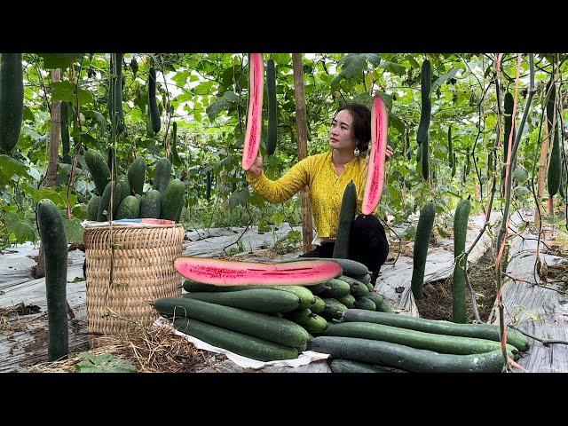 Harvesting Zucchini goes to the market sell, Vàng Hoa, king kong amazon