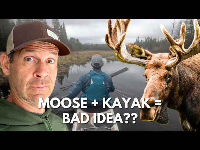 Sea Kayaking for Moose!? |  Kayak touring in Algonquin Park