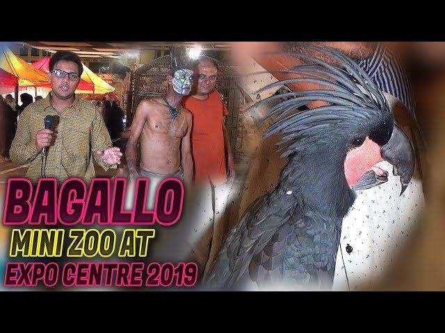 Bagallo Mini Zoo Scarlet macaw Black palm cockatoo at Expo center Jamshed Asmi Informative Channel