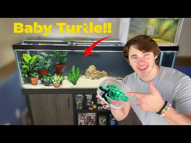 Adding *NEW* Baby Turtle Into My Fishtank