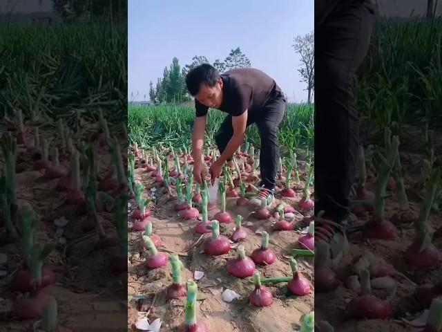 #harvesting #agrio #onion #cuttingskills #farming #trending