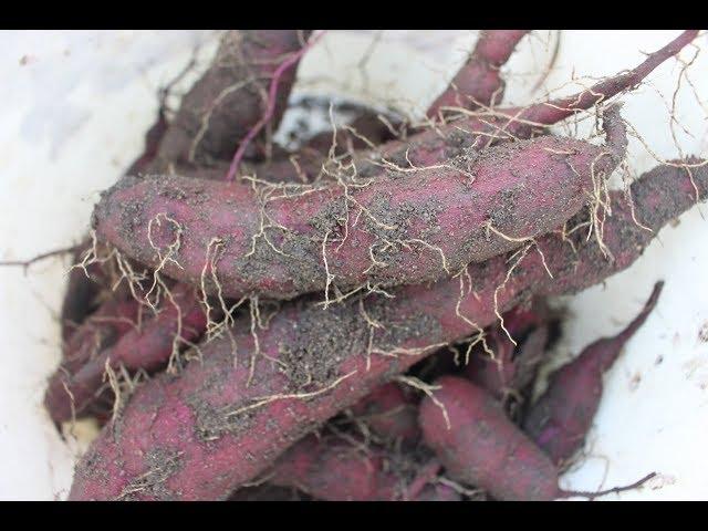 Growing PURPLE Sweet Potatoes