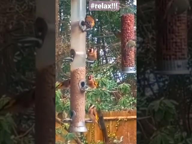 Relax-take it easy & watch the birds! #goldfinch #birdwatching #gardenbirds   #beautiful #birdfeeder