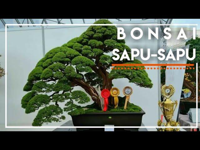 Bonsai Sapu-Sapu atau Bonsai Cucur Atap (Baeckea frutescens)