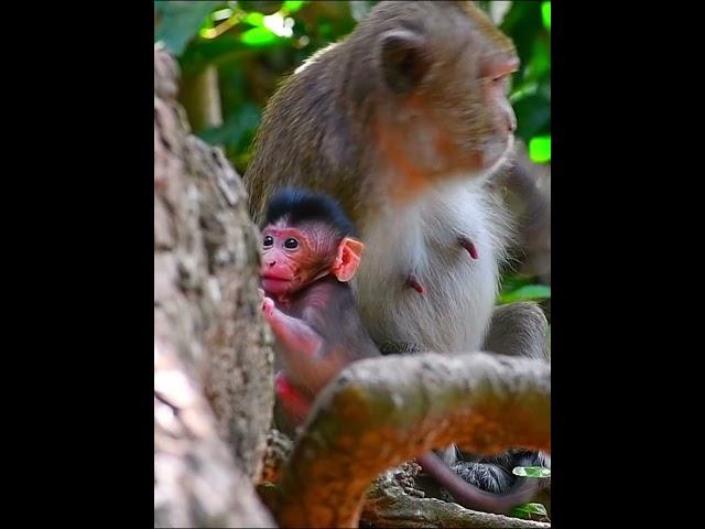 Comely baby monkey playing #monkey