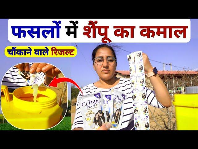 खेती में शैंपू का कमाल  fasal me shampoo ke fayde | shampoo use in agriculture | shampoo ka proyog