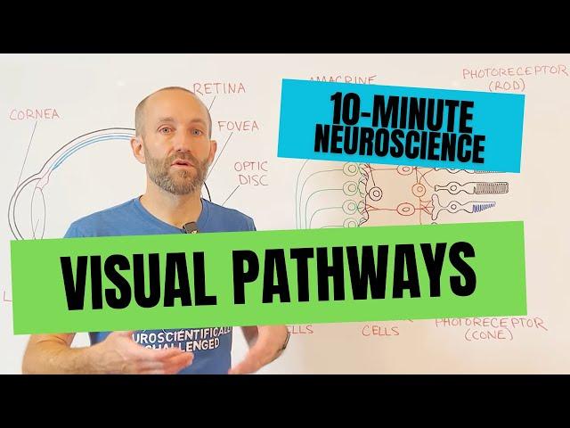 10-Minute Neuroscience: Visual Pathways