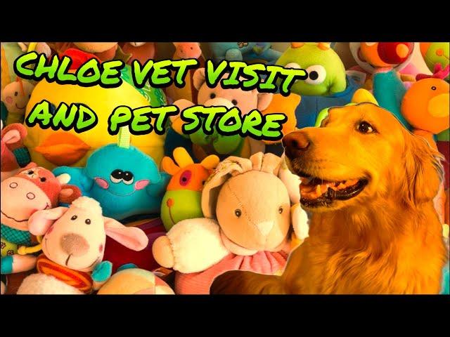 Golden retriever dog has her vet visit and then some fun at the pet store#dog #vet #pets