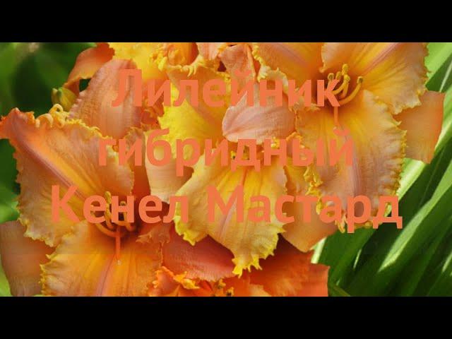 Лилейник гибридный Кенел Мастард (hemerocallis)  обзор: как сажать, саженцы лилейника Кенел Мастард