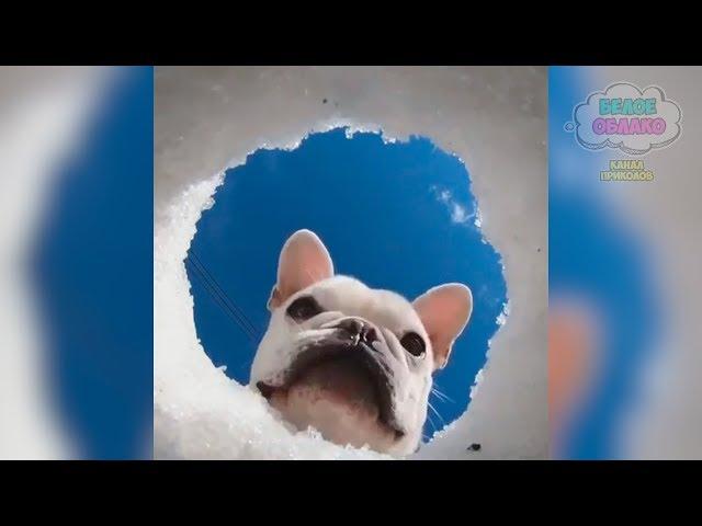СМЕШНЫЕ ЖИВОТНЫЕ | ЛУЧШИЕ ПРИКОЛЫ С ЖИВОТНЫМИ 2019 | КОШКИ СОБАКИ до слез