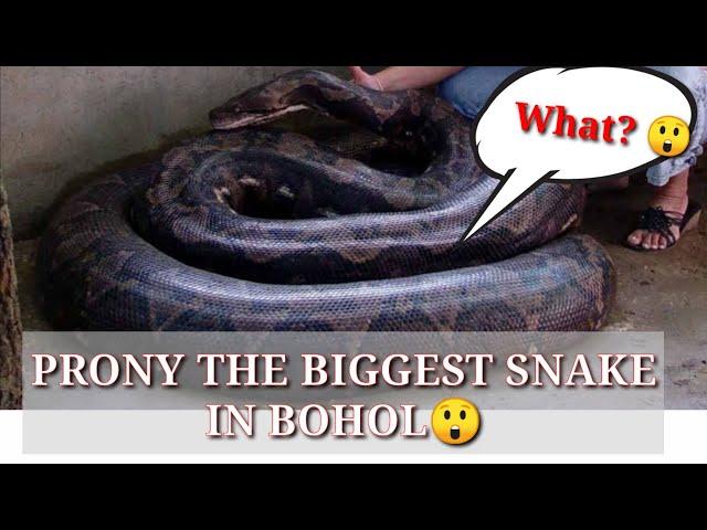 PRONY THE BIGGEST PHYTON SNAKE IN BOHOL #PHYTON SNAKE #BIGGEST SNAKE #BOHOLPH