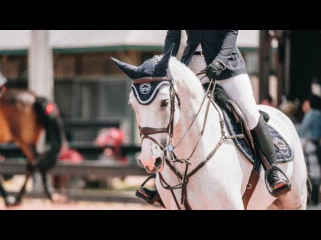 Symphony || Equestrian Music Video