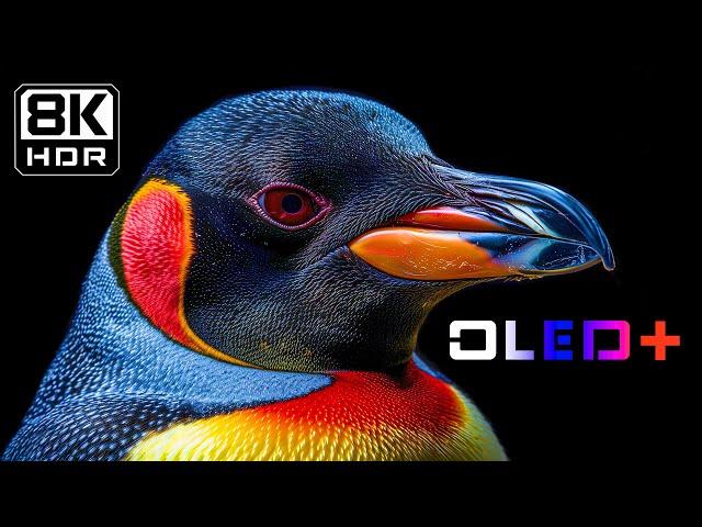 BEST OLED TEST - Breathtaking Scenic Wonders in 8K HDR | Dolby Vision™