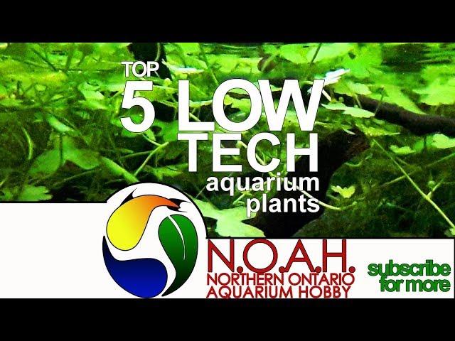 Top 5 Low Tech Aquarium Plants for Beginners, Experts & Everyone!