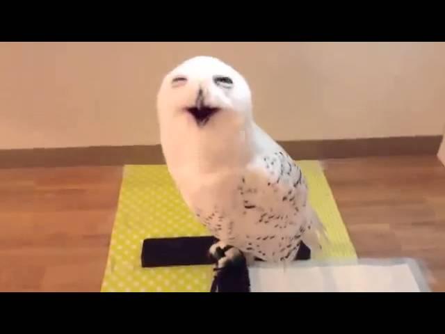 owl laughing