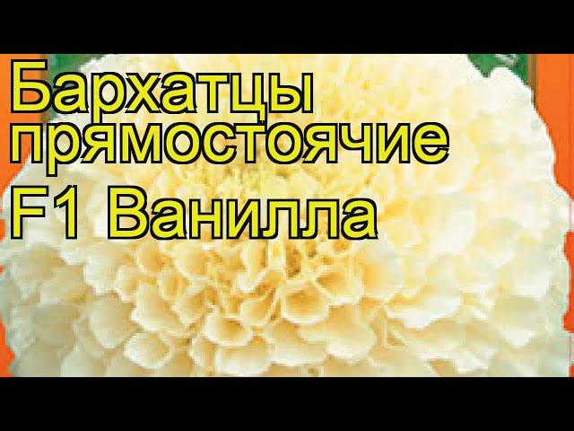 Бархатцы прямостоячие Ванилла. Краткий обзор, описание характеристик tagetes erecta