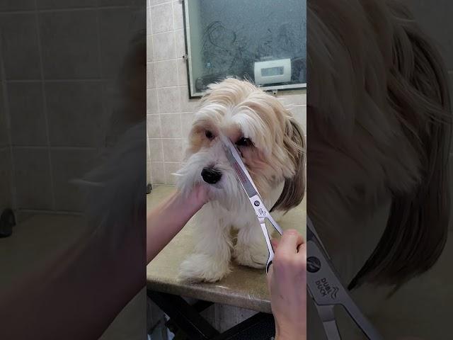 How to trim a dogs face with scissors demonstration, no restraints, dog grooming from home, Shih-Tzu