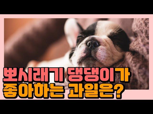 우리 집 막둥이~ 우리 강아지가 먹으면 몸에 좋은 과일은 어떤 것이 있을까?