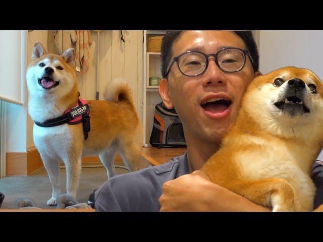 Is there something strange about my Shiba Inu? After the visit, everyone was shocked.