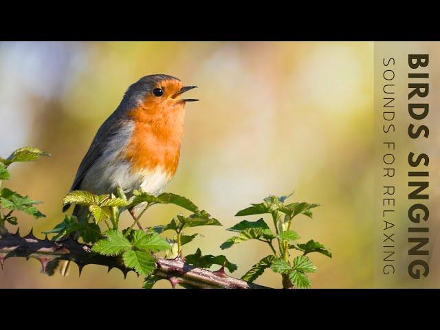 Birds Singing - 4 Hour Bird Sounds Relaxation, Soothing Nature Sounds, Birds Chirping