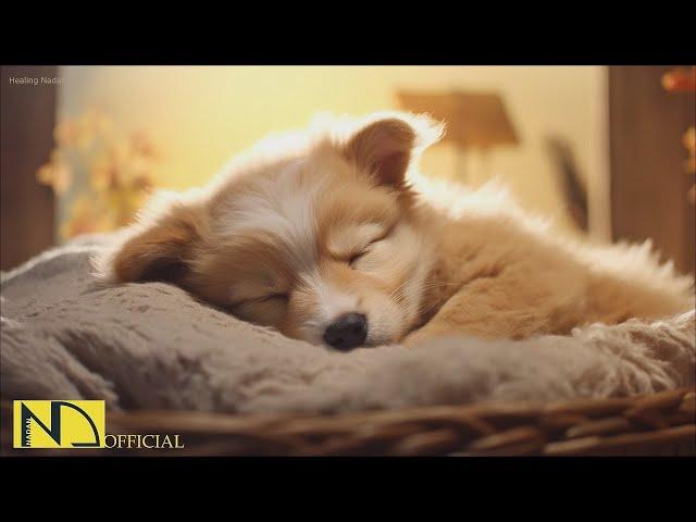 20 HOURS of Dog Calming Music For DogsAnti Separation Anxiety Reliefpuppy sleeping  NadanMusic