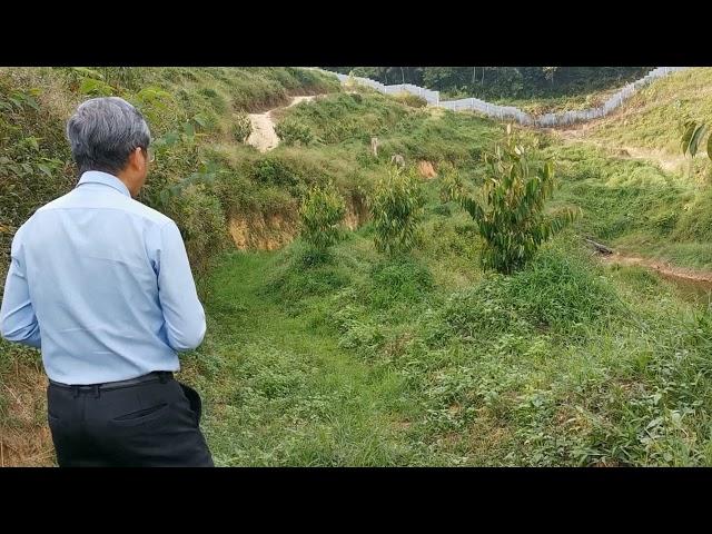 Teknik busut durian kawasan cerun@teres /坡地/丘陵地区的土丘技术ing /Technique for Steep and Hilly Land