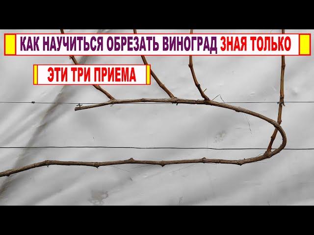  Даже не думай начинать ОБРЕЗКУ ВИНОГРАДА, если не знаешь ЭТИ ТРИ ПРИЕМА. Вертикальная полярность!