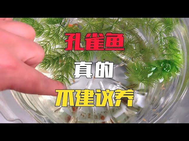 千万不要养孔雀鱼，一点乐趣都没有