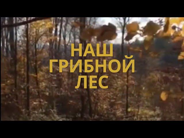 Что там у немцев? Прогулка в лесу. Ноябрь 2020