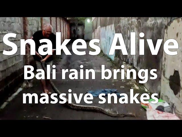 Snakes Alive - Bali Wet Season brings massive surprises