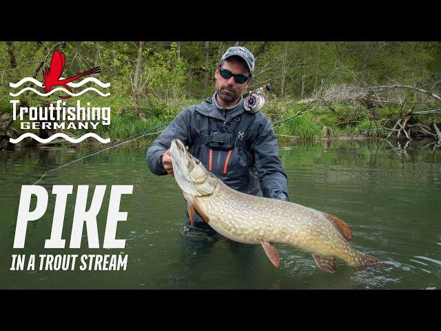 Fly Fishing for PIKE in a Trout Stream. My HEAVIEST Pike Ever!