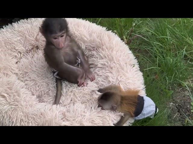 Друзья, наш скороход Финик не просто ПОШЕЛ, а ПОБЕЖАЛ бегом на встречу с подружкой Анфисой!!!