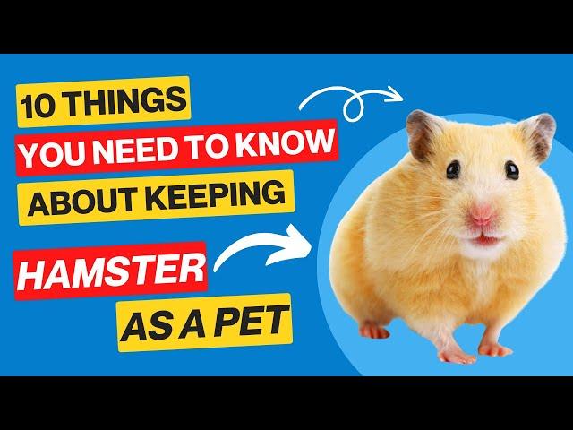 10 Things You Should to Know About Keeping a Hamster as a Pet | Makoree Pedia