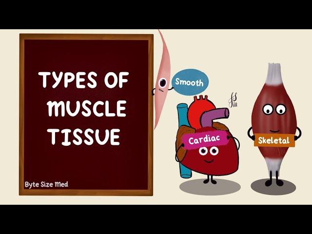 Types of Muscle Tissue | Skeletal Smooth Cardiac Muscle | Differences | Nerve Muscle Physiology