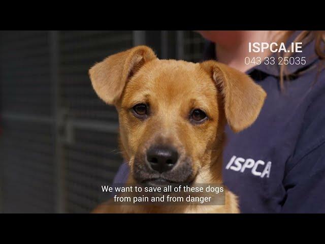 ISPCA National Emergency Appeal