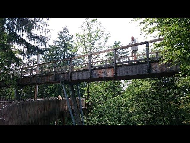 Germany - Tree top walk