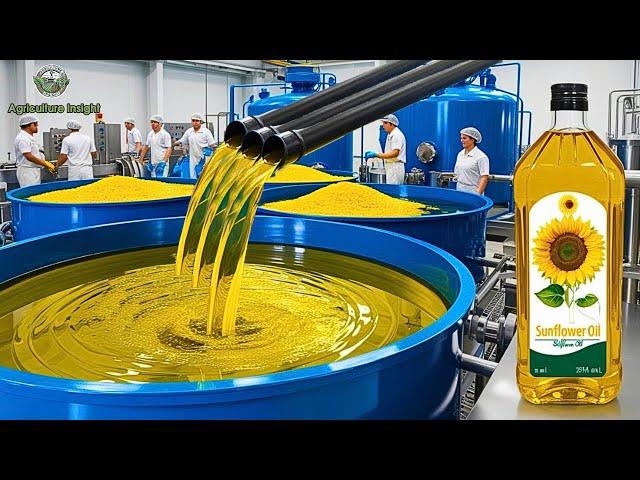 How Sunflower Oil Is Made - Amazing Harvest of Billions Pounds of Sunflowers