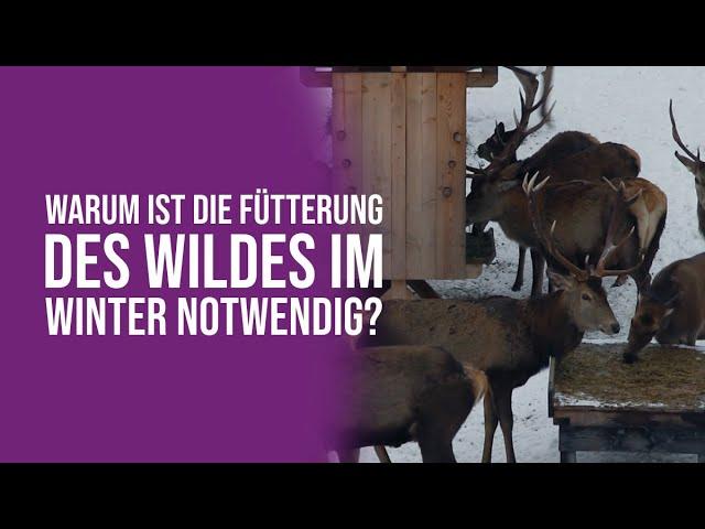 Warum ist die Fütterung des Wildes im Winter notwendig?