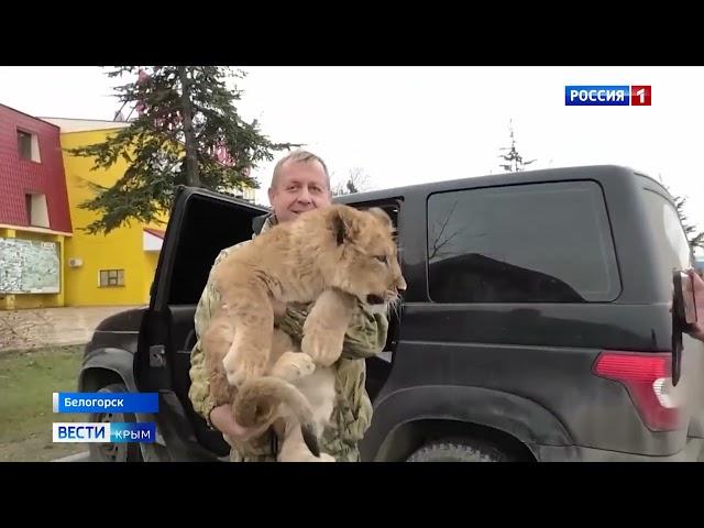 Вести Крым: про белого львёнка,  Симбу и Люсю! Парк львов Тайган #тайган