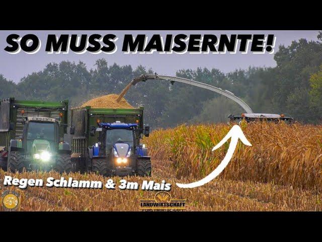 Regen Schlamm & 3m Mais SO MUSS MAISERNTE! Lohnunternehmen beim Maishäckseln Claas Jaguar 980 - 2023