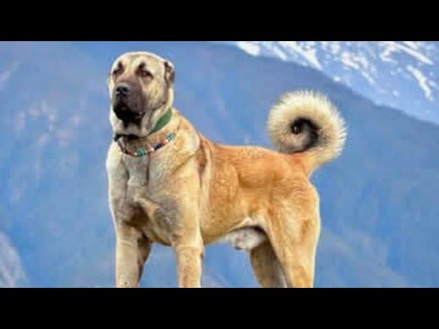 THE WORLD'S BIGGEST AND STRONGEST GUARD DOGS | ANATOLIAN SHEPHERD DOG | AHALİ KANGAL FARM