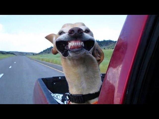 New Funniest Animal Videos of March  Funny Dogs and Cats That'll Have You Bursting With Laughter!