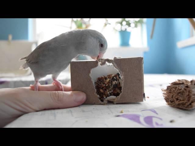 Playing with the Foraging Box