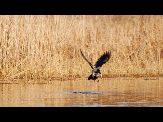 Nebelkrähe fängt Fisch (hooded crow catches fish) Slow Motion / Lumix GH5S